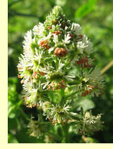 Резеда душистая (Reseda odorata L.) Резеда душистая (Reseda odorata L.)
